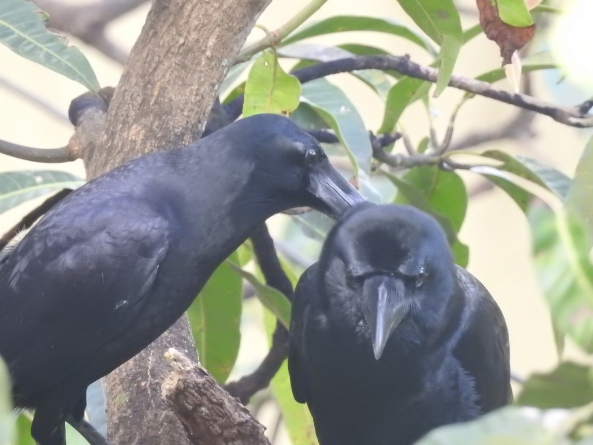 Large-billed Crow - Kalpesh Gaitonde