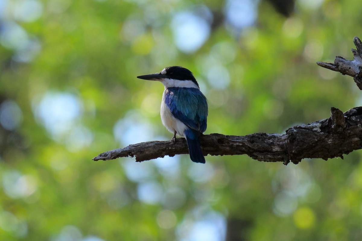 Forest Kingfisher - Frank Coman