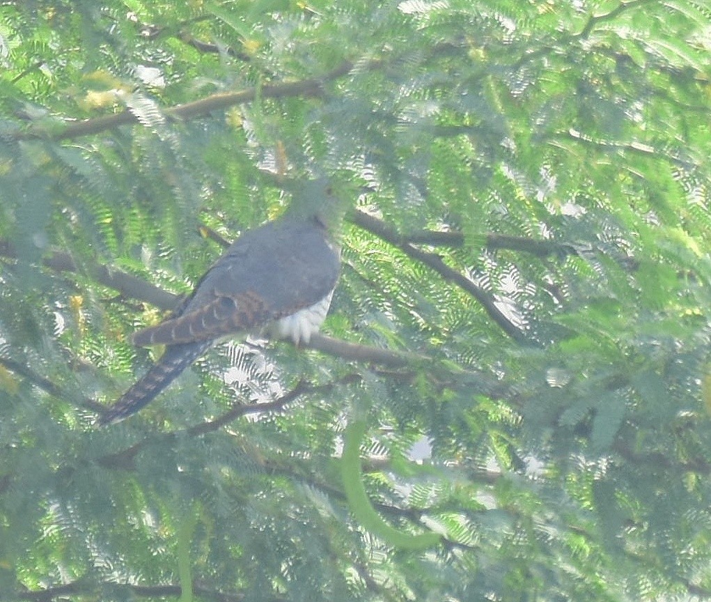 Common Cuckoo - AVINASH SHARMA