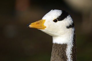 Bar-headed Goose, ML118972551