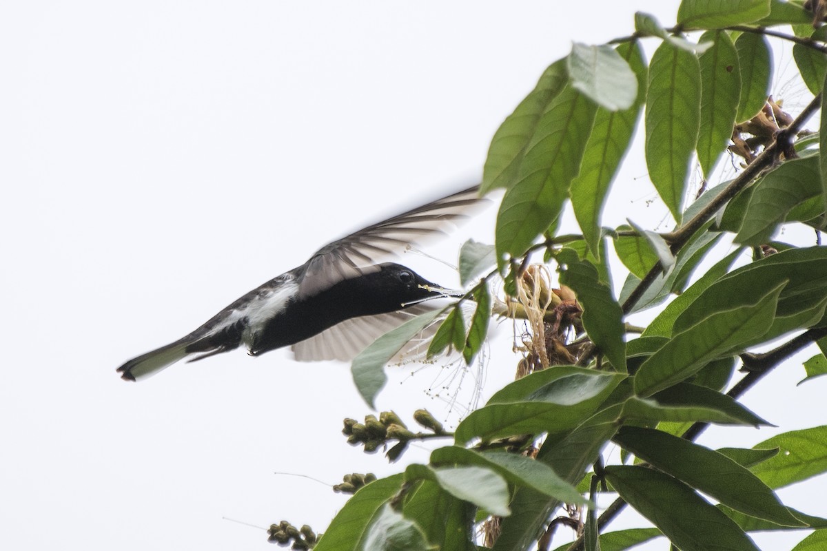 kolibřík černobílý - ML118973741