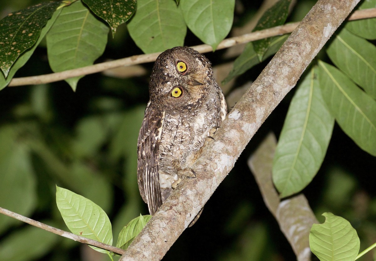 Sulawesi Scops-Owl - Scott Baker