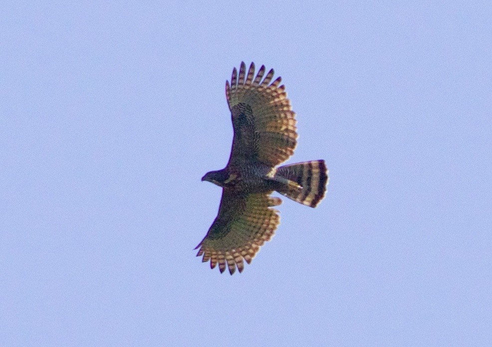 Sulawesi Hawk-Eagle - Scott Baker