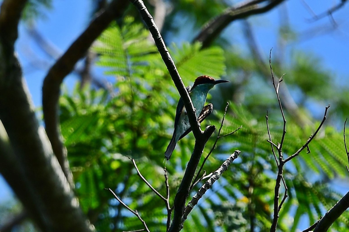 Blue-throated Bee-eater - ML118976031