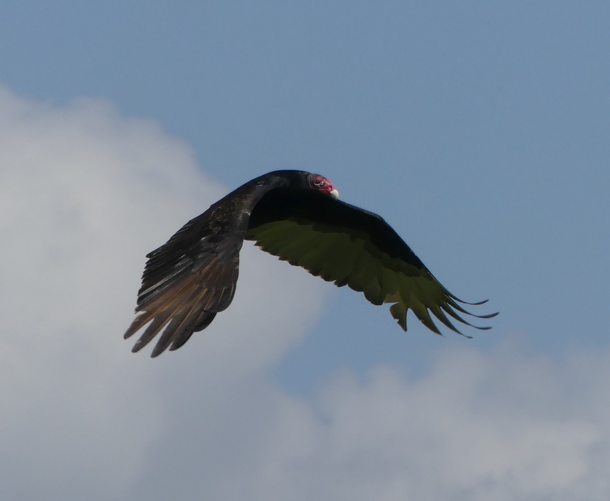 Turkey Vulture - Shelia Hargis