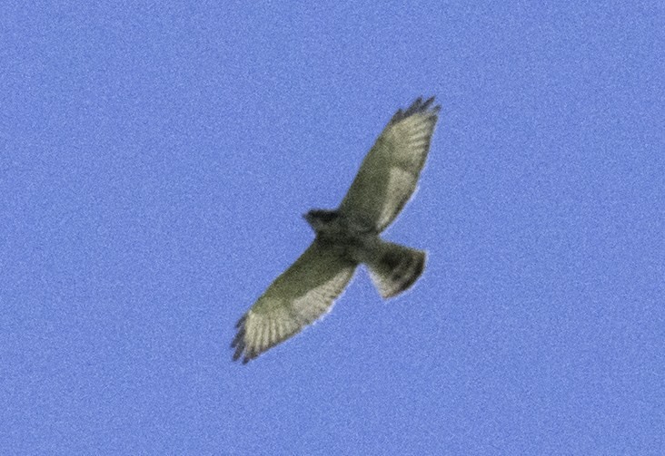 Broad-winged Hawk - joseph mileyka