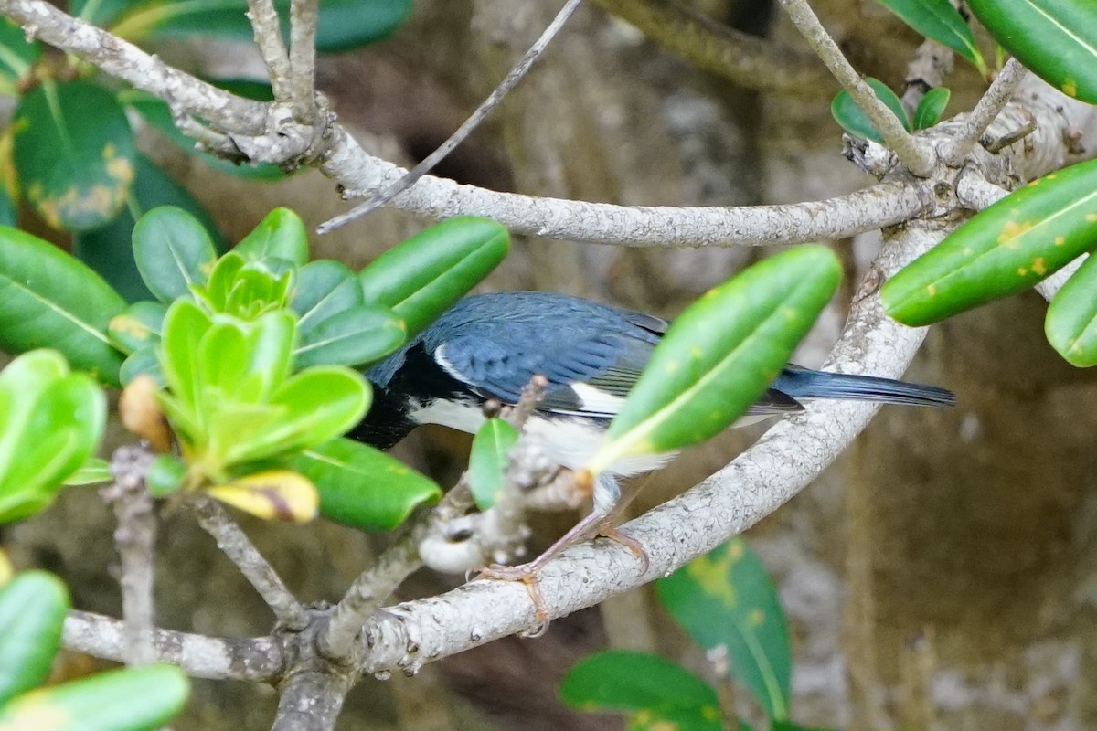 Black-throated Blue Warbler - ML118982771