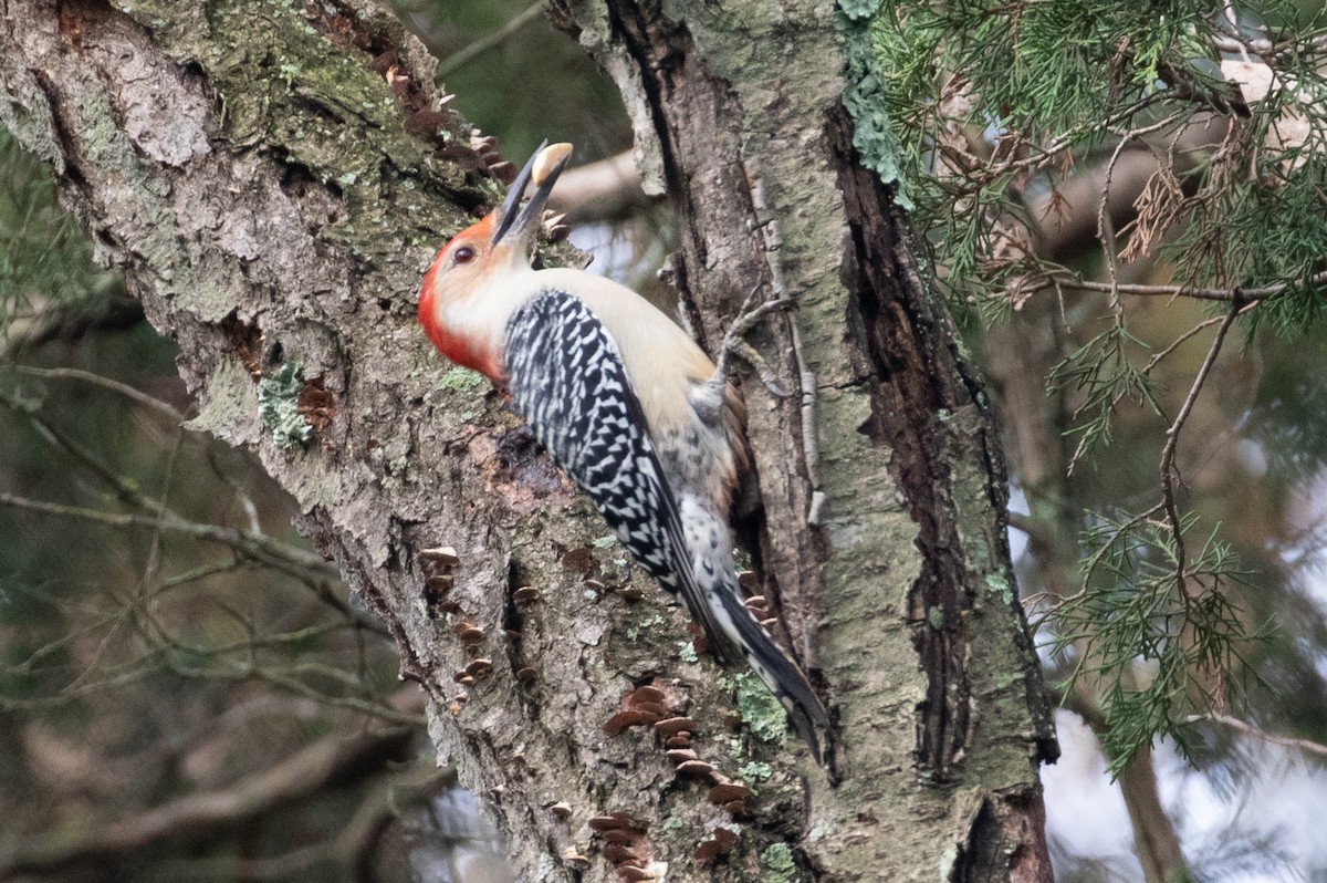 Red-bellied Woodpecker - ML118982981