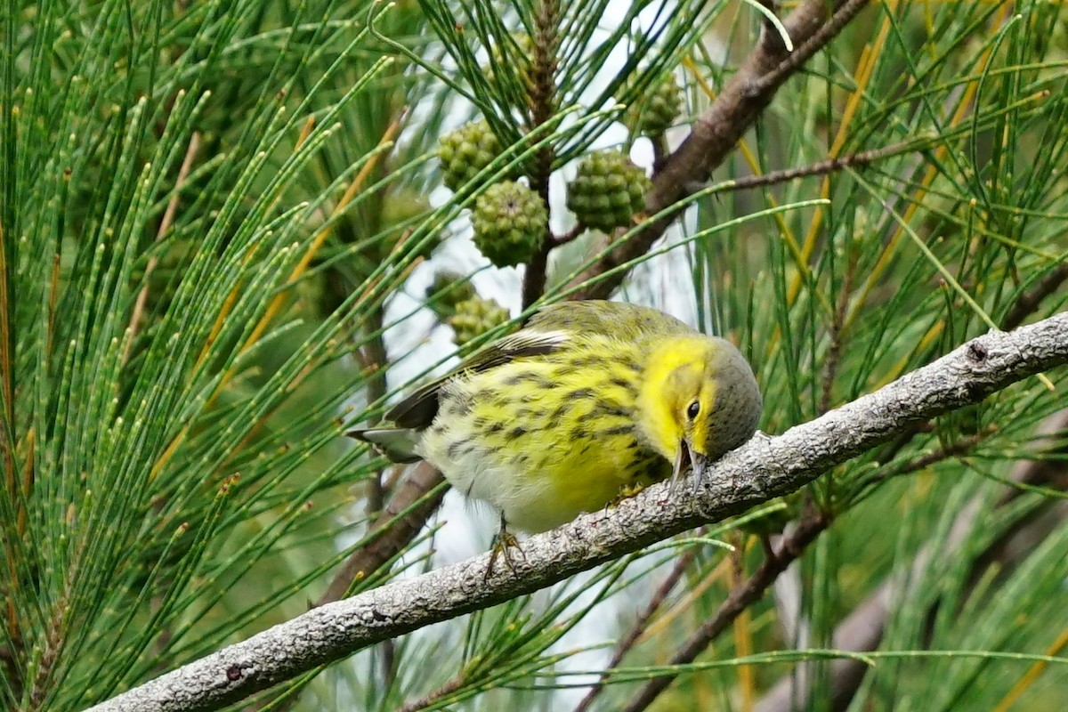 Cape May Warbler - ML118983081