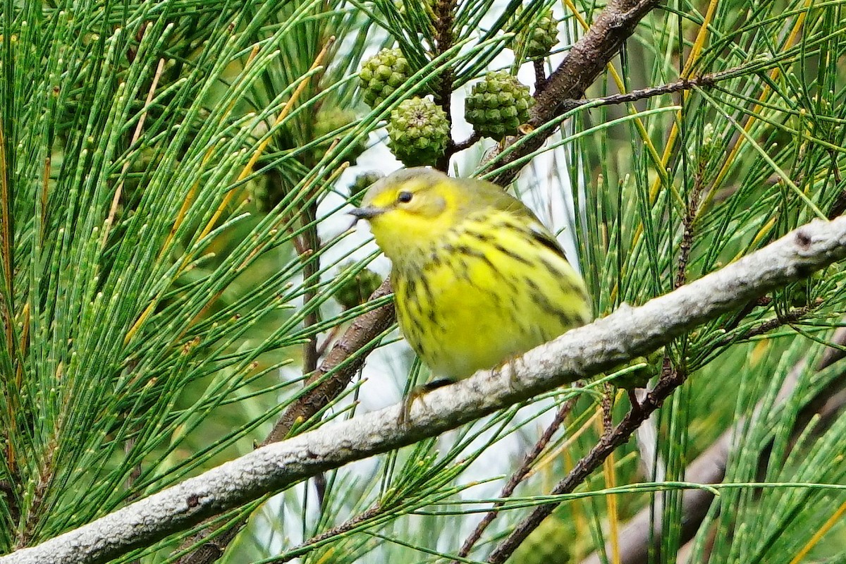 Cape May Warbler - ML118983091