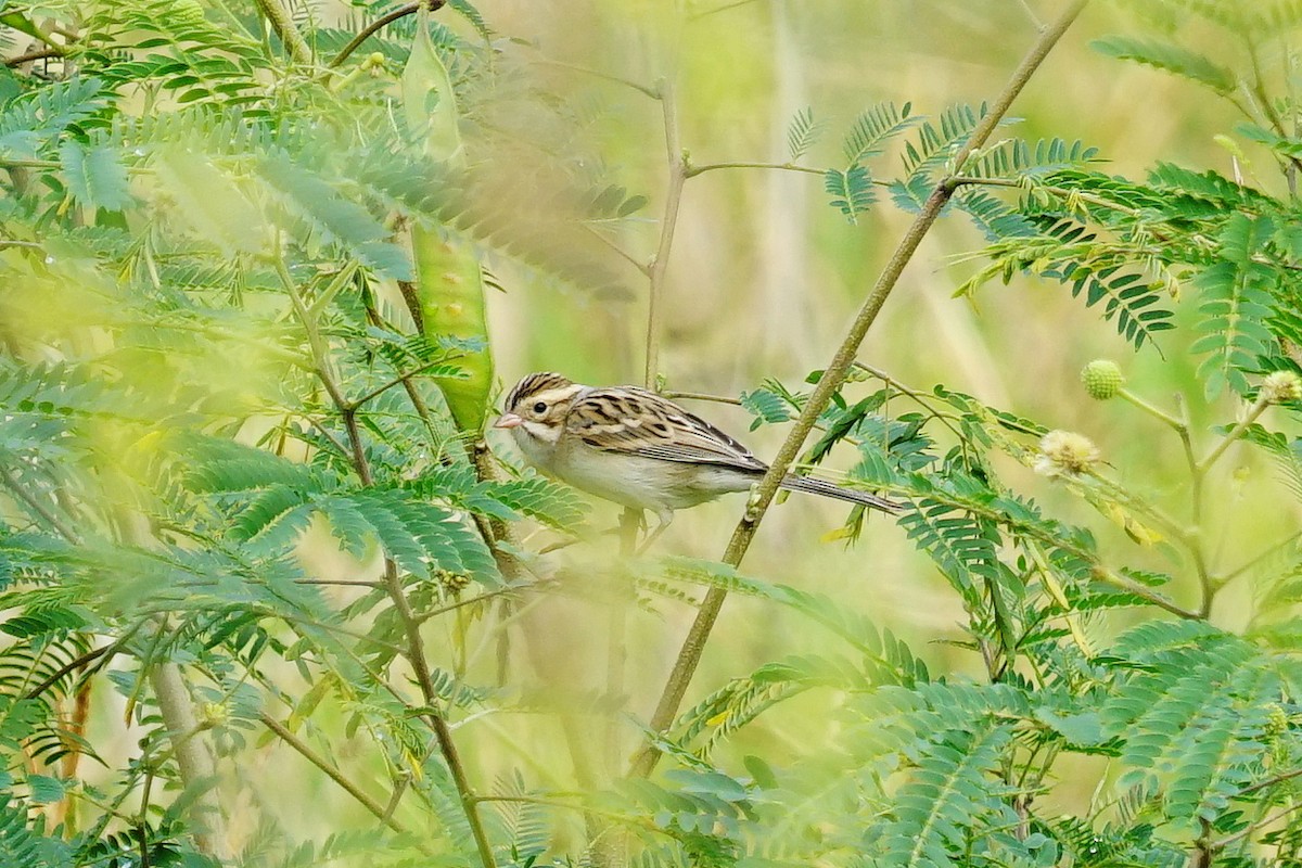 Clay-colored Sparrow - ML118983571