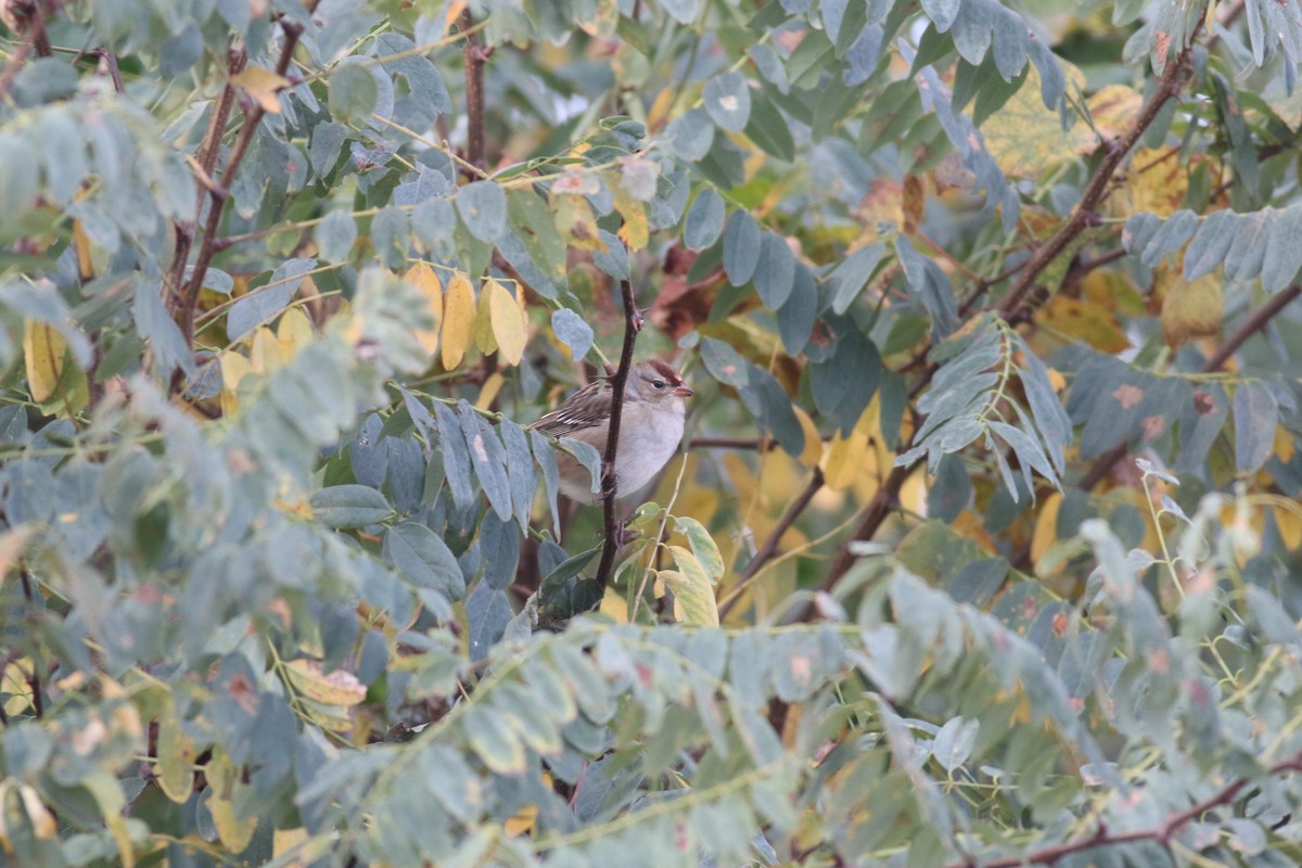 White-crowned Sparrow (Dark-lored) - ML118984401
