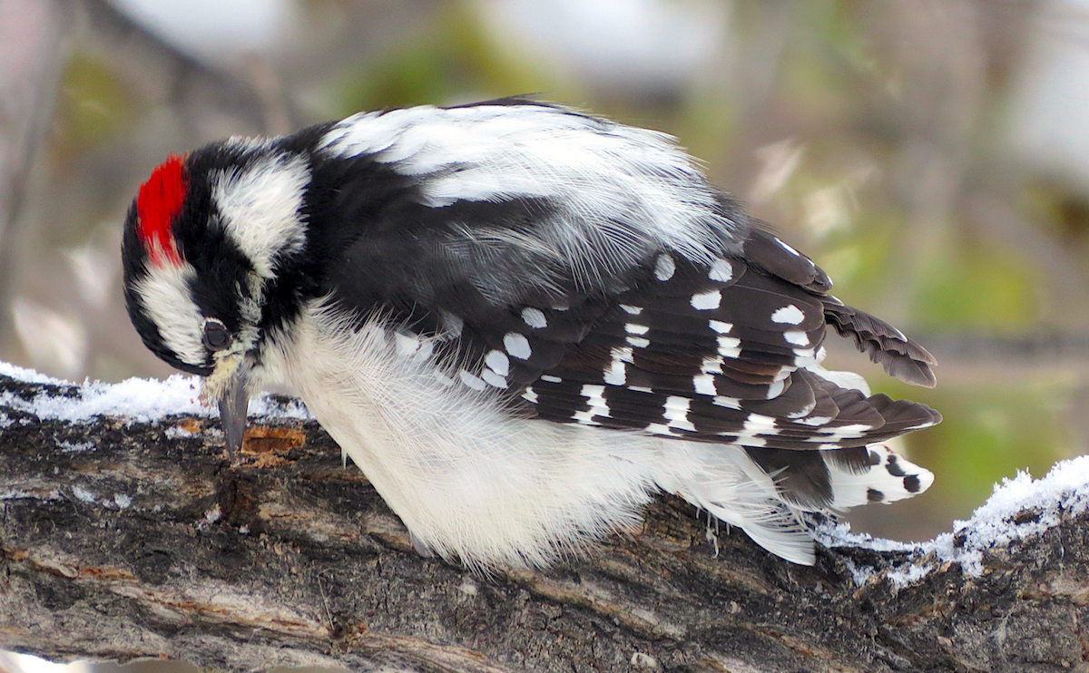 Downy Woodpecker (Rocky Mts.) - ML118986901