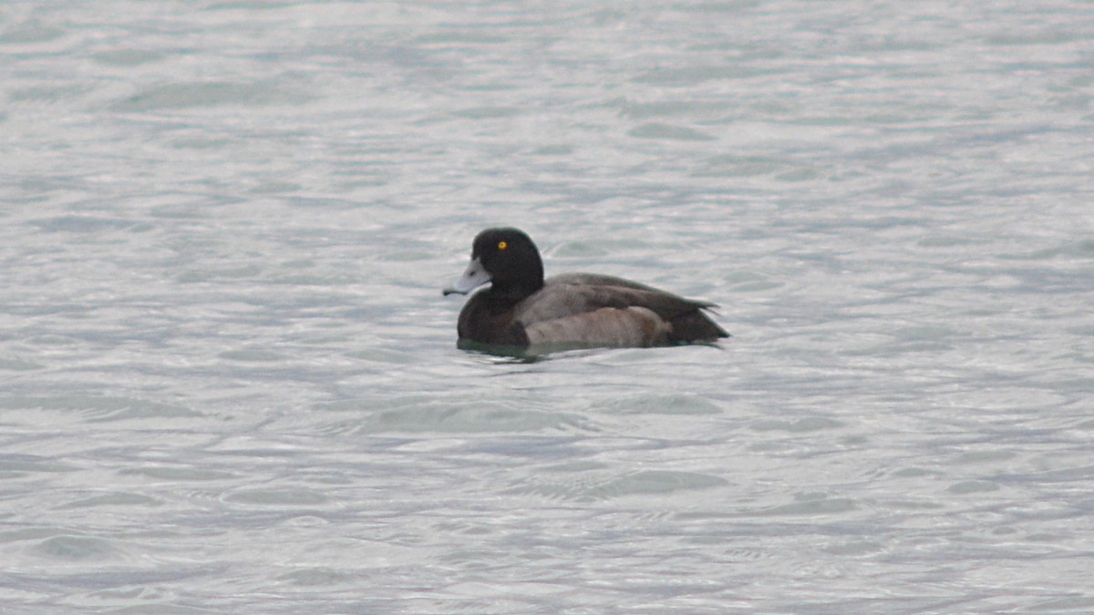 Greater Scaup - ML118987741