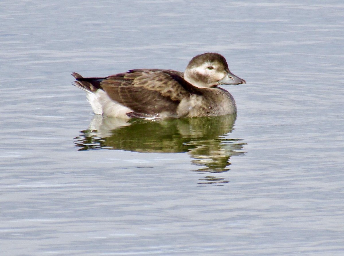 Long-tailed Duck - Tony Ward