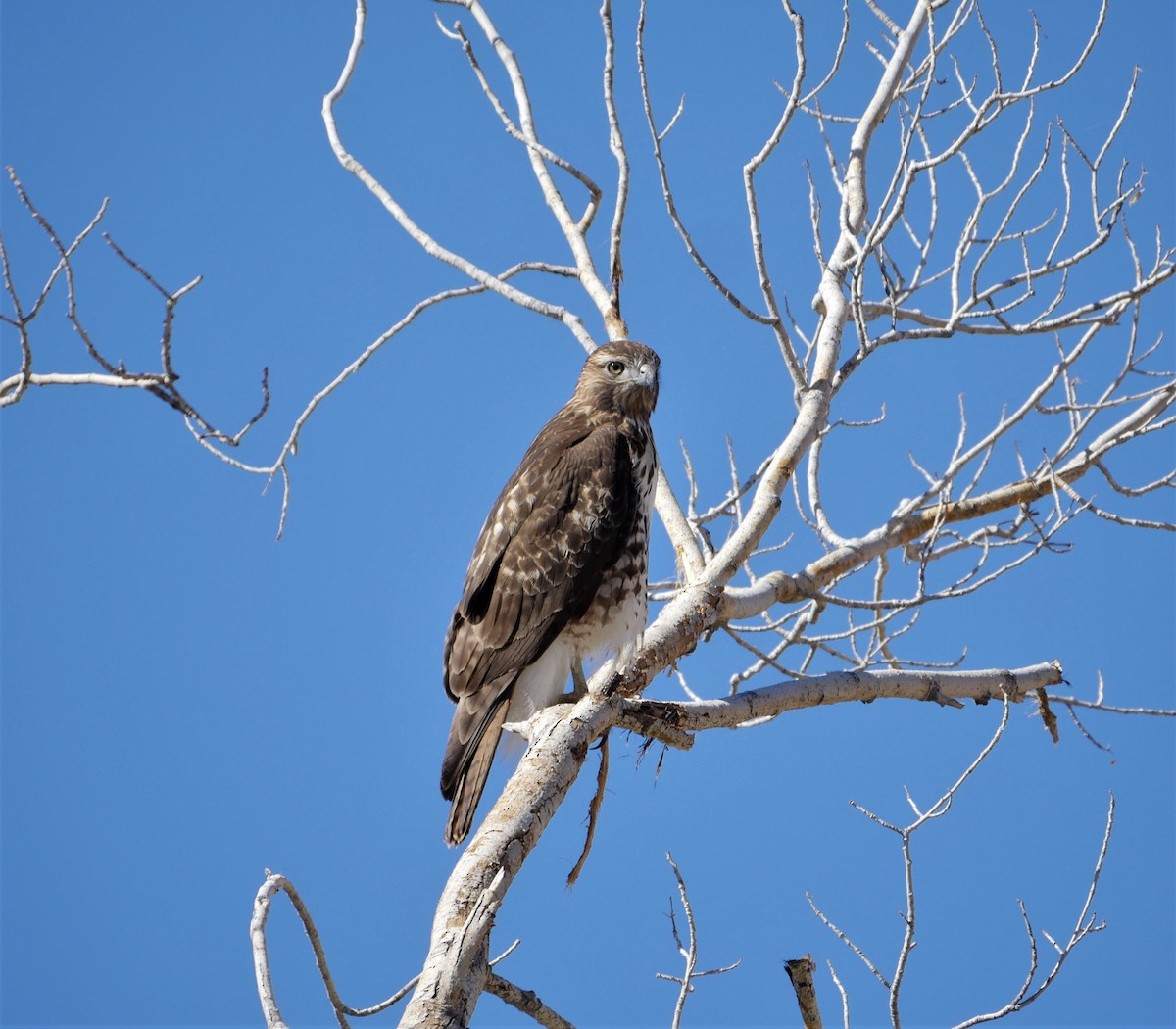 Red-tailed Hawk - Mike Malmquist