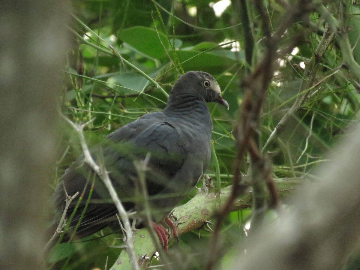 White-crowned Pigeon - ML118990031