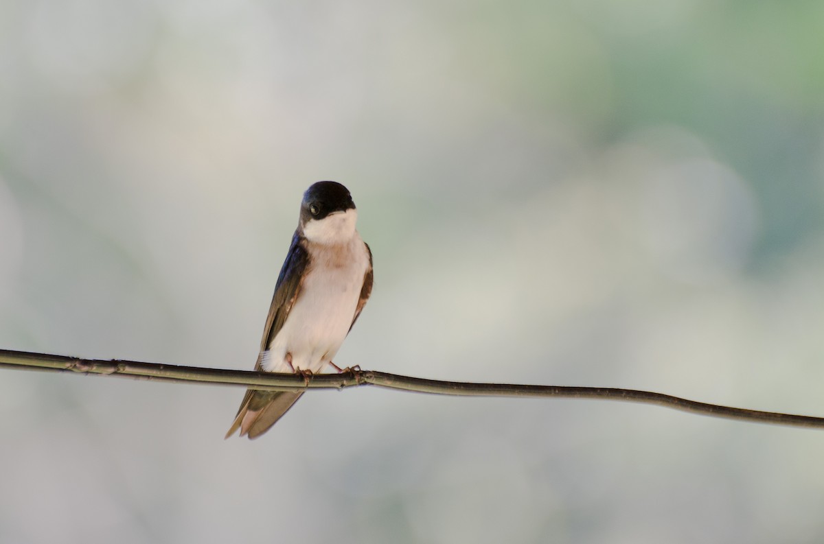 Blue-and-white Swallow - ML118991381
