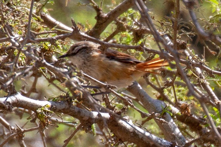 Necklaced Spinetail - ML118991551