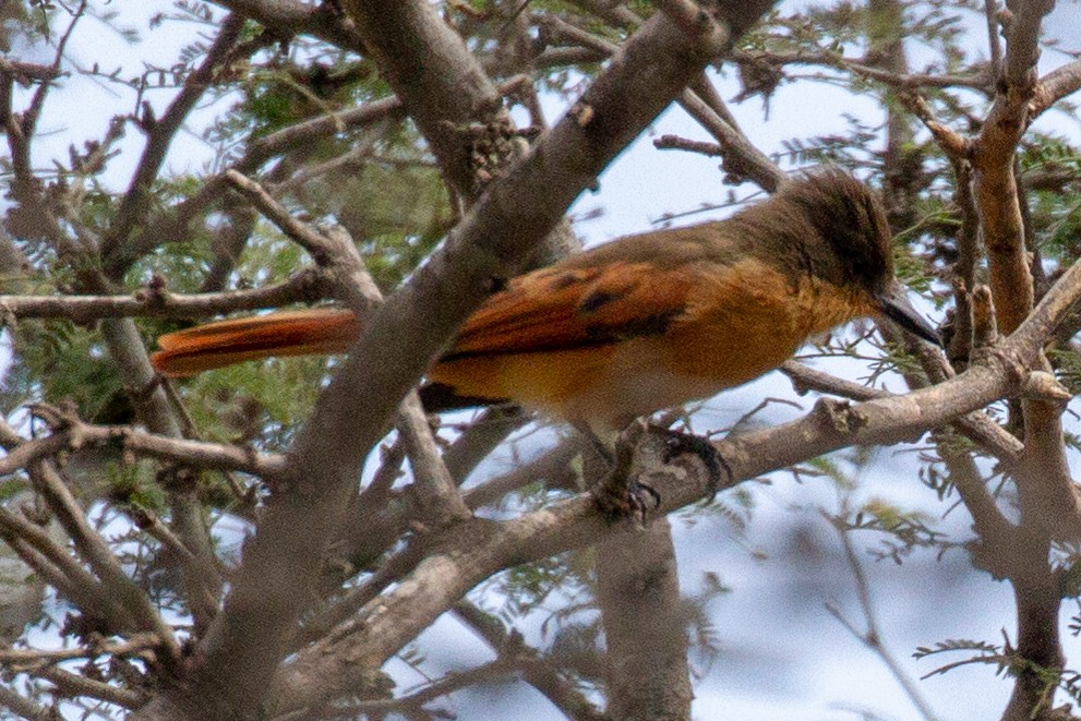 Rufous Flycatcher - Will Chatfield-Taylor