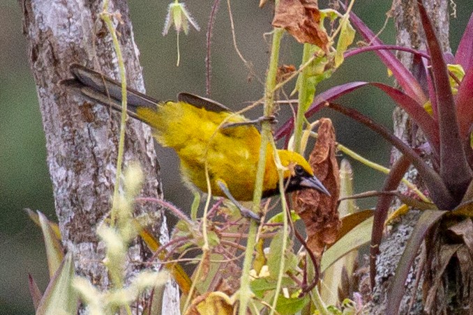 White-edged Oriole - Will Chatfield-Taylor