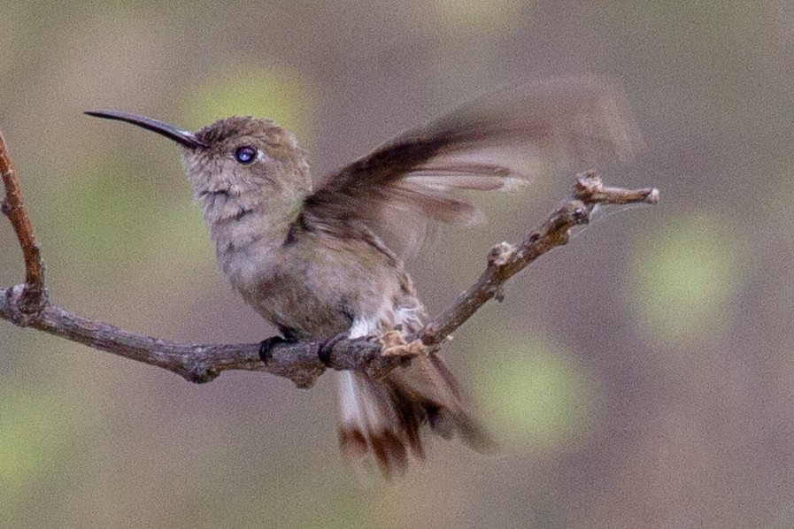 Tumbes Hummingbird - Will Chatfield-Taylor
