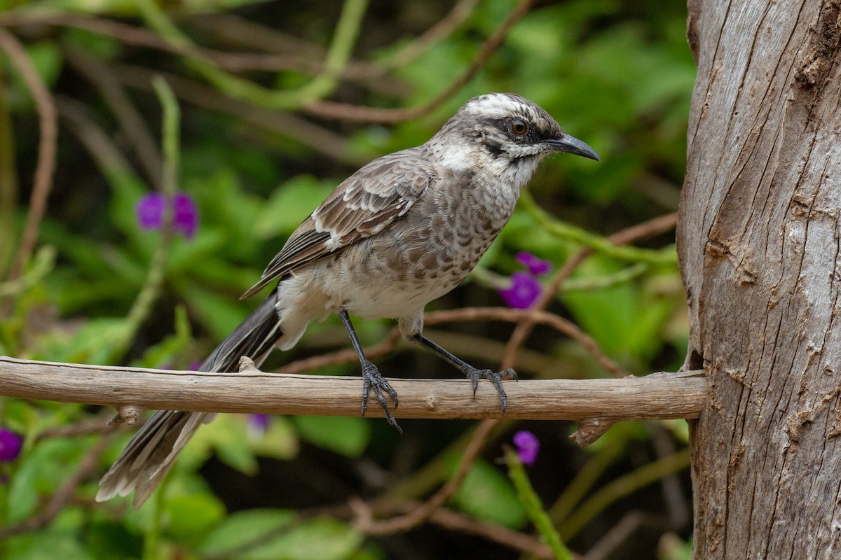 Long-tailed Mockingbird - Will Chatfield-Taylor