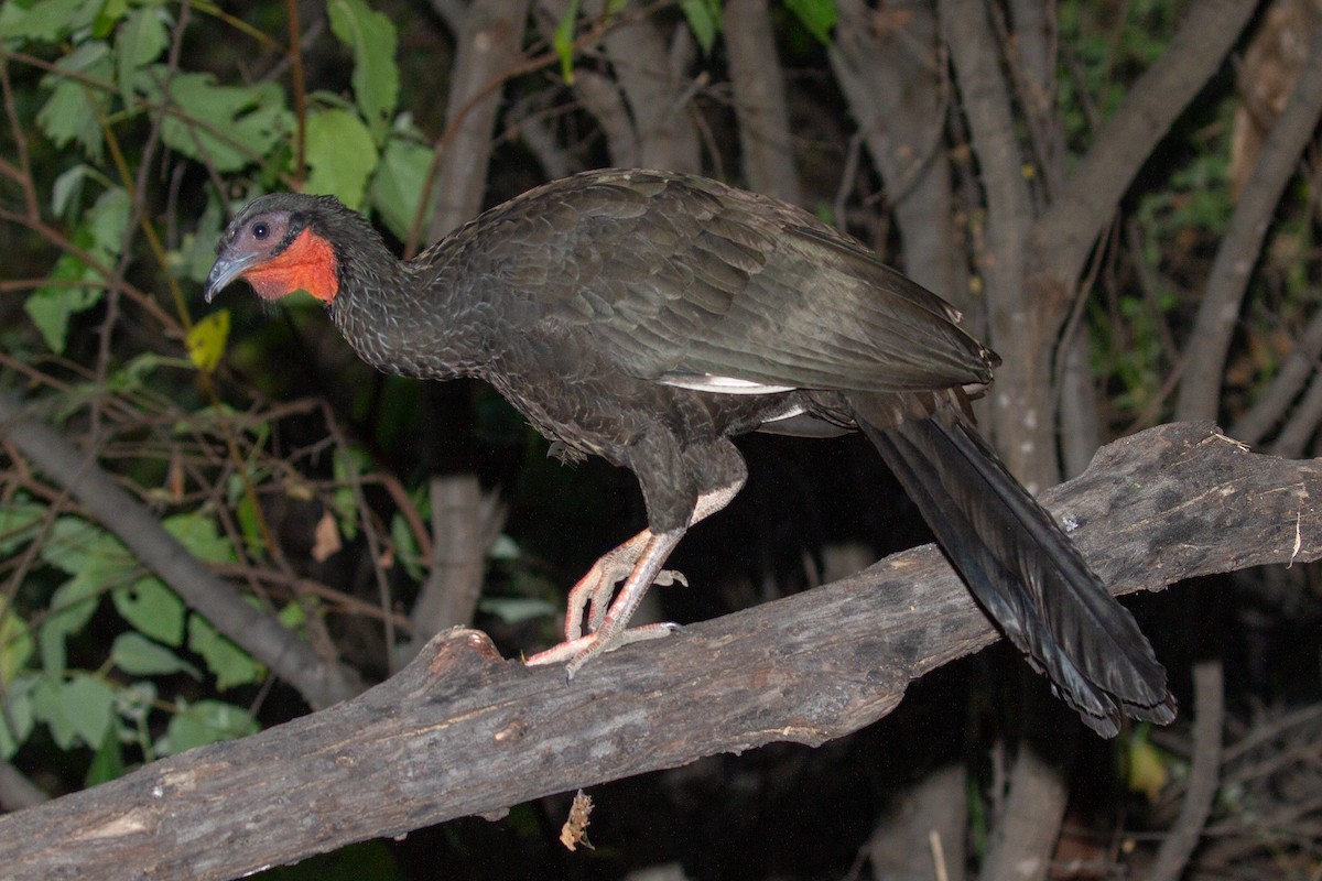 White-winged Guan - Will Chatfield-Taylor