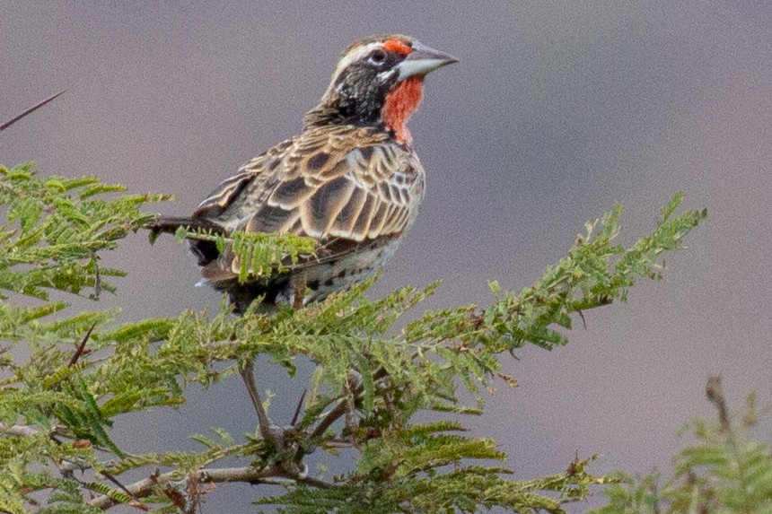 Peruvian Meadowlark - ML118993021