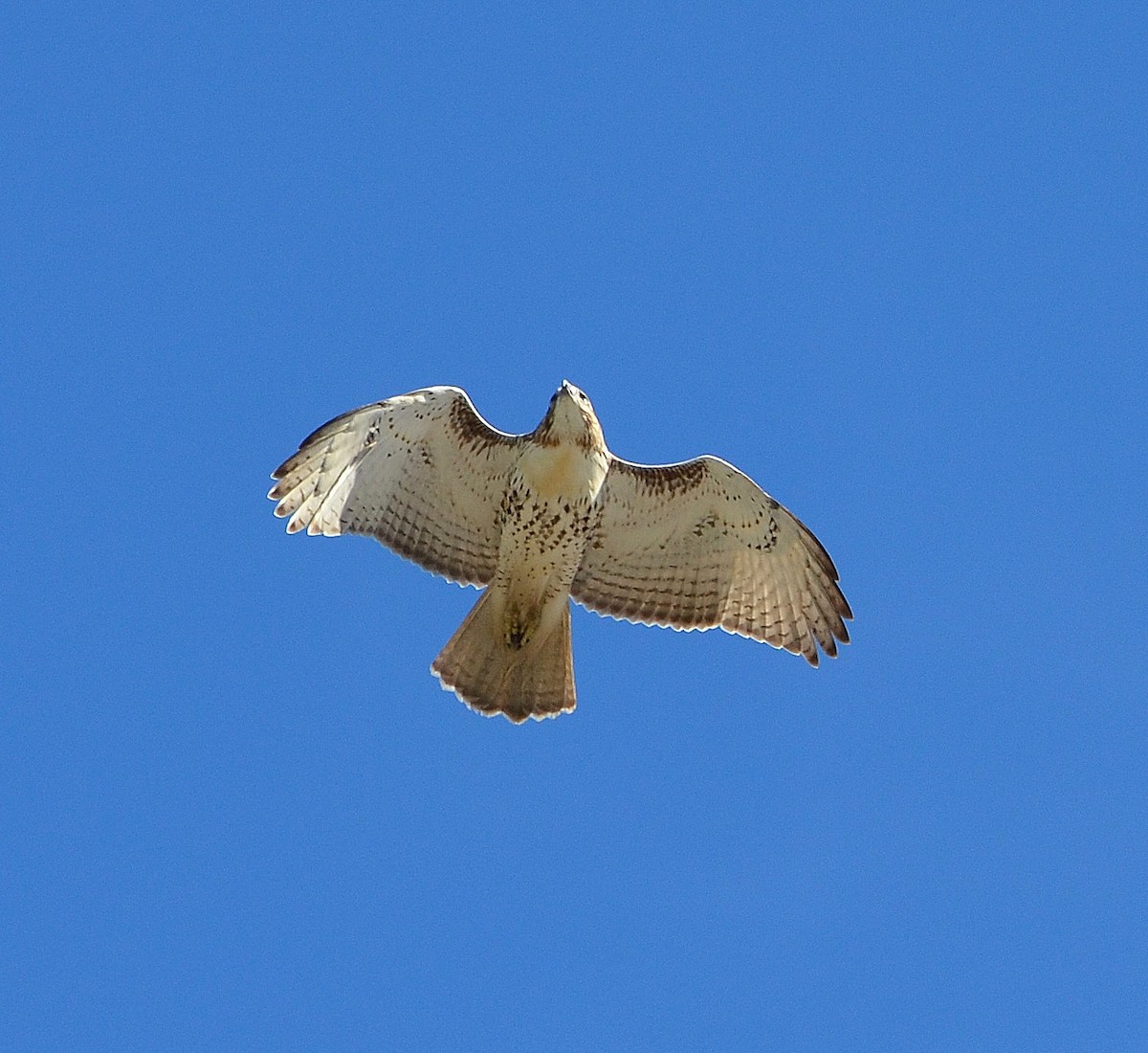 Red-tailed Hawk - S. Andujar