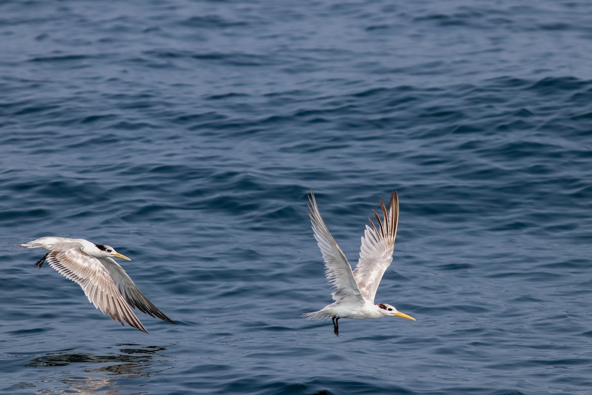 Great Crested Tern - Vinay K L