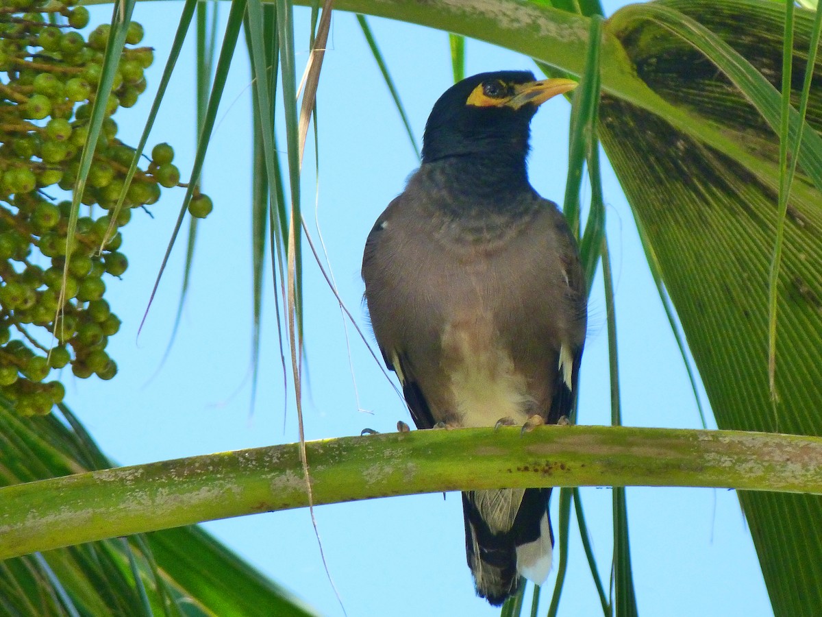 Common Myna - Keith Wickens