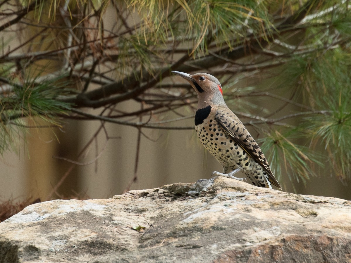 Northern Flicker (Yellow-shafted) - Lynette Spence
