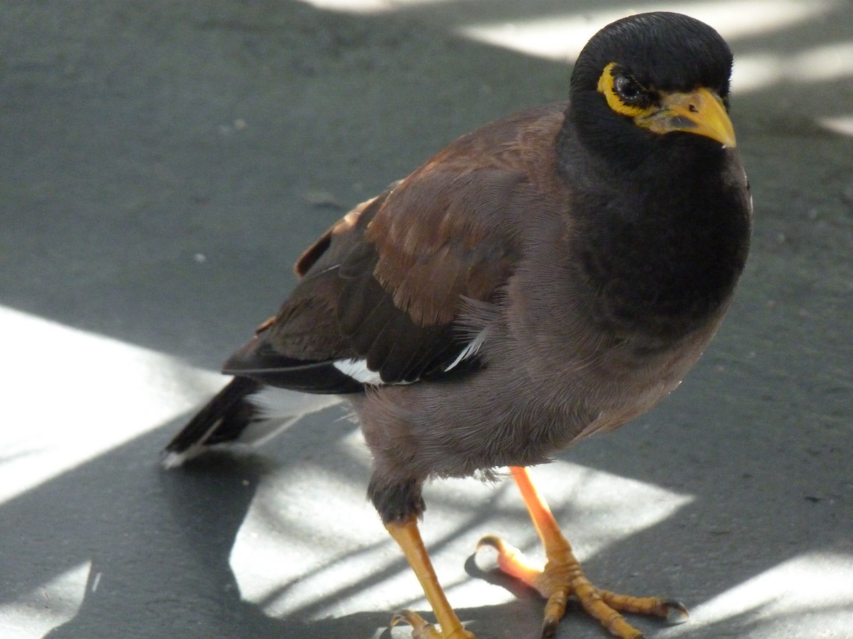 Common Myna - Keith Wickens