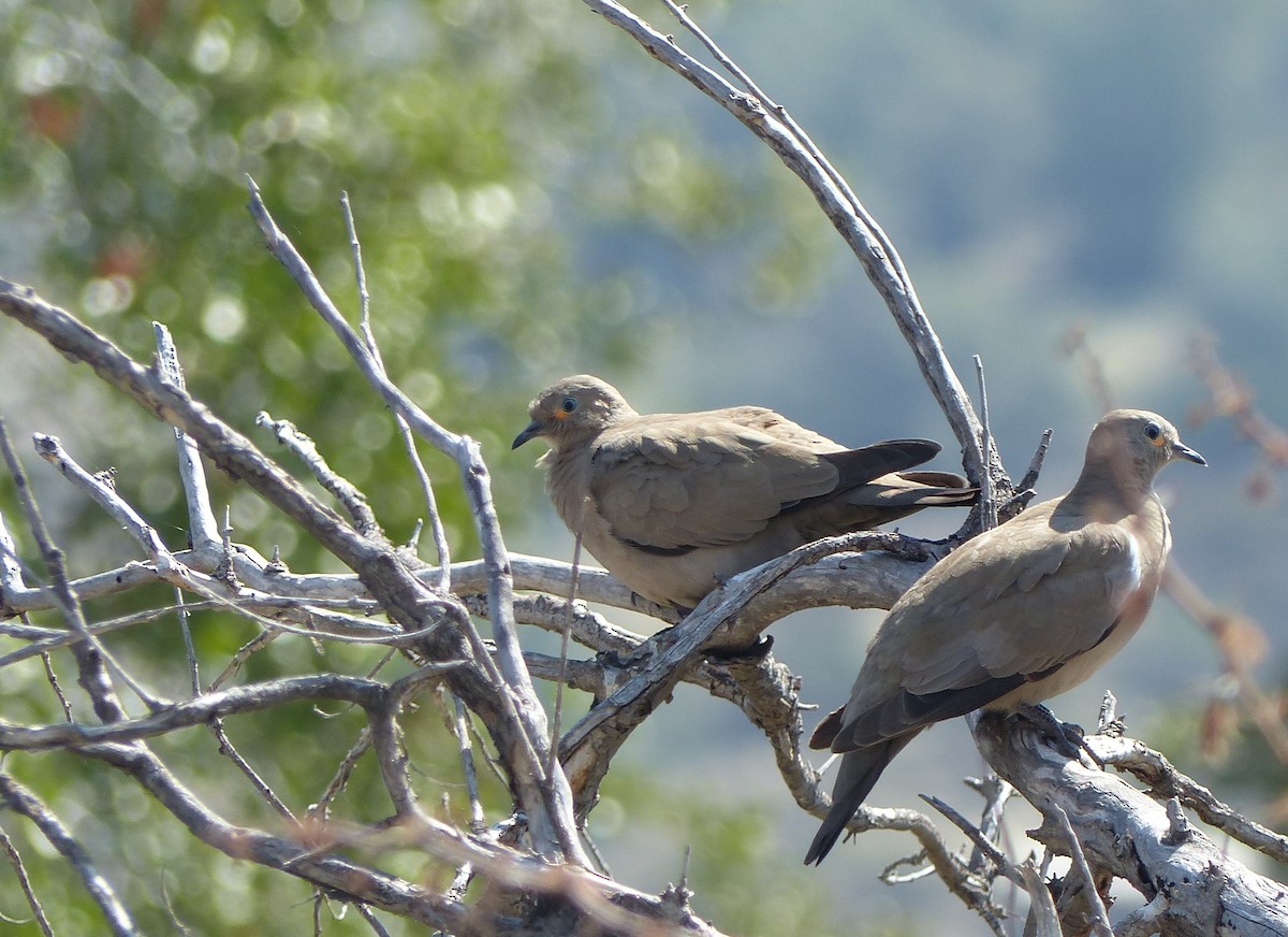 Black-winged Ground Dove - joaquin vial