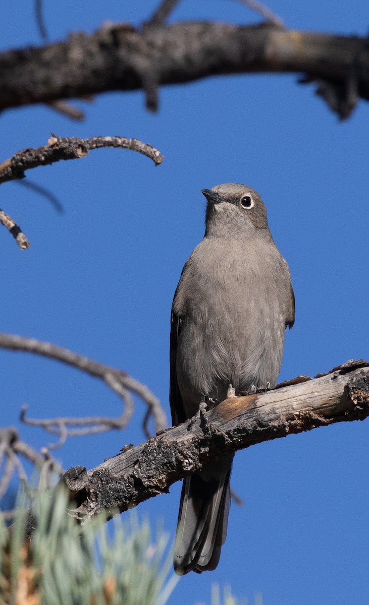 Townsend's Solitaire - ML119001911