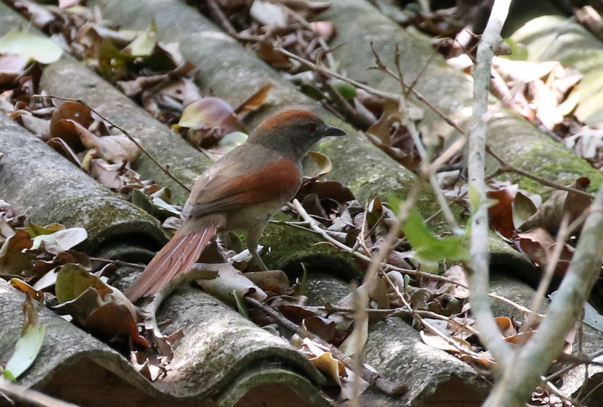 Sooty-fronted Spinetail - ML119002381