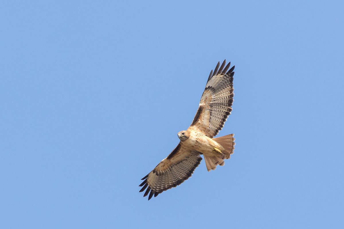 Red-tailed Hawk - Jeff Bray