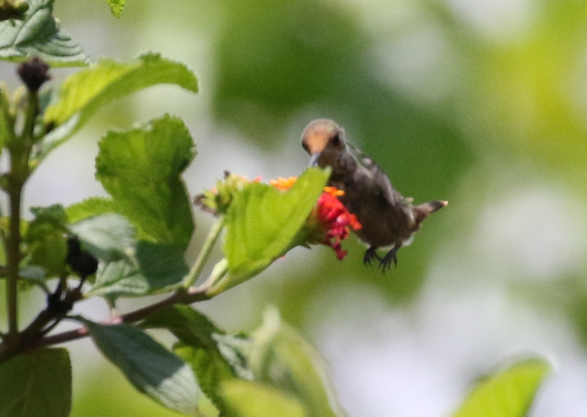 Frilled Coquette - ML119002511