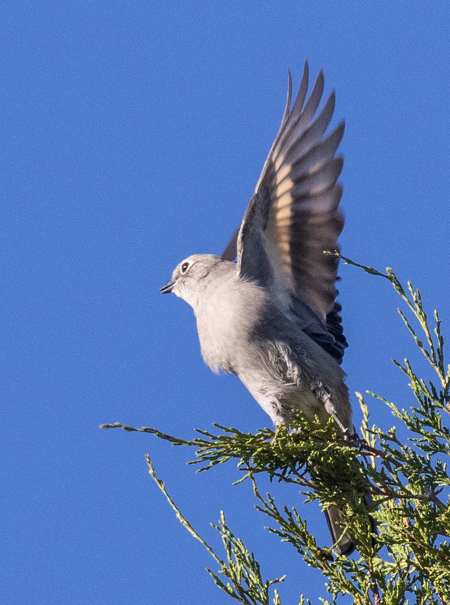 Townsend's Solitaire - ML119002721