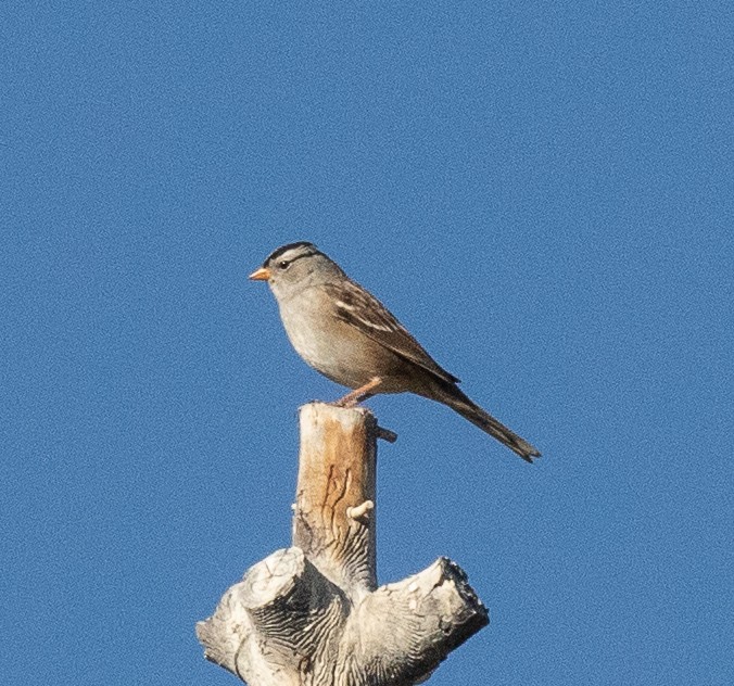 White-crowned Sparrow - ML119002881