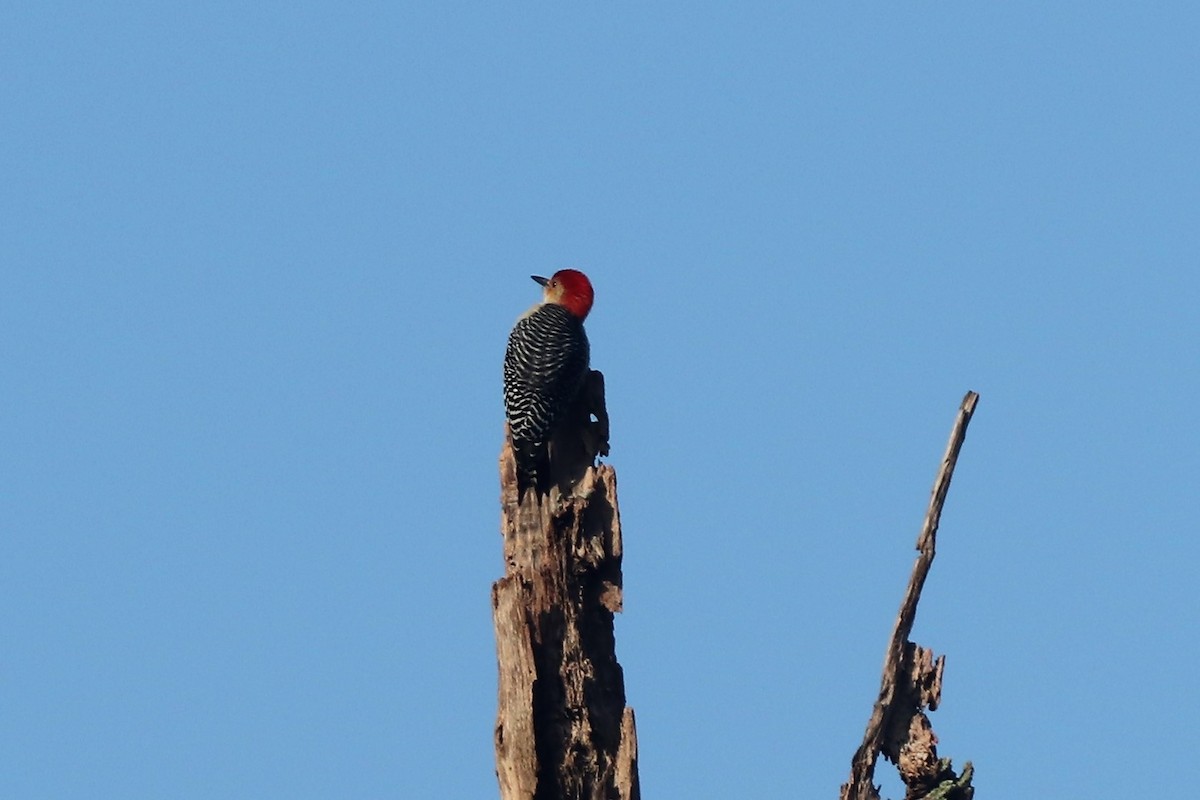 Red-bellied Woodpecker - ML119003951