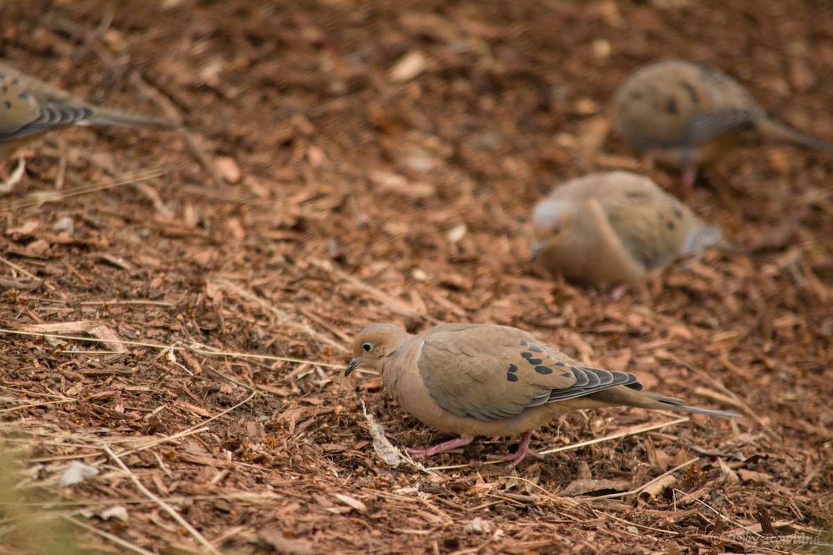 Mourning Dove - Toby Rowland