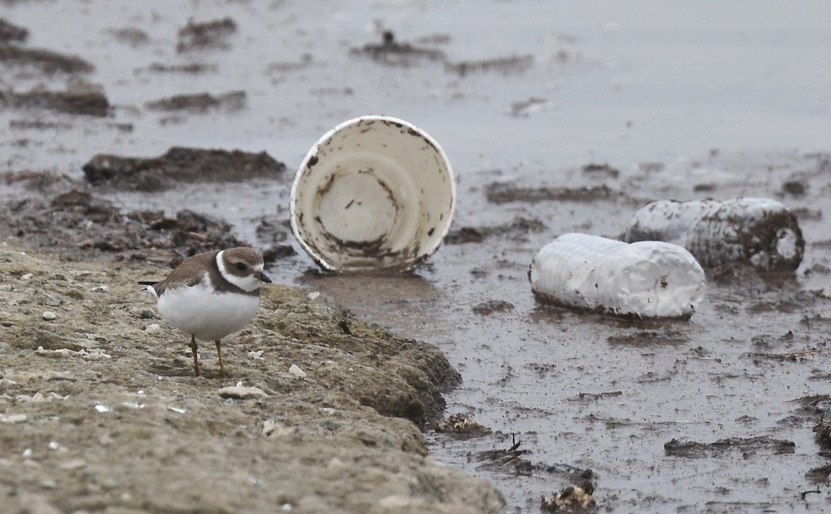 Semipalmated Plover - Andy Reago &  Chrissy McClarren