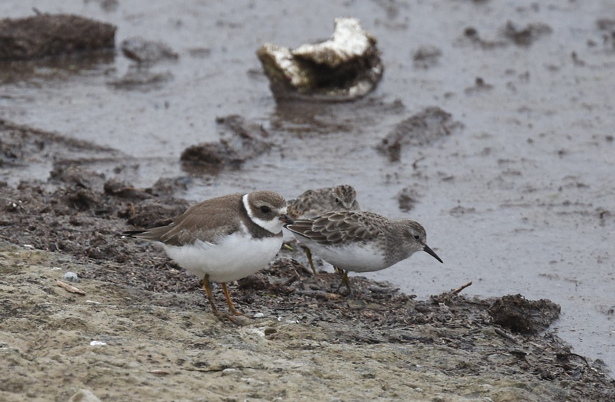 Semipalmated Plover - Andy Reago &  Chrissy McClarren