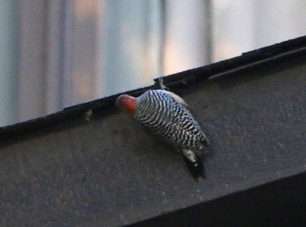 Red-bellied Woodpecker - ML119005471