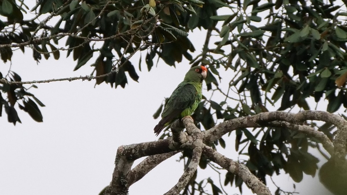 Red-fronted Parrot - ML119007181
