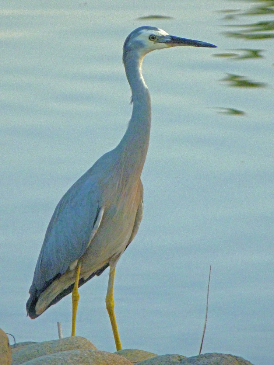 White-faced Heron - Keith Wickens