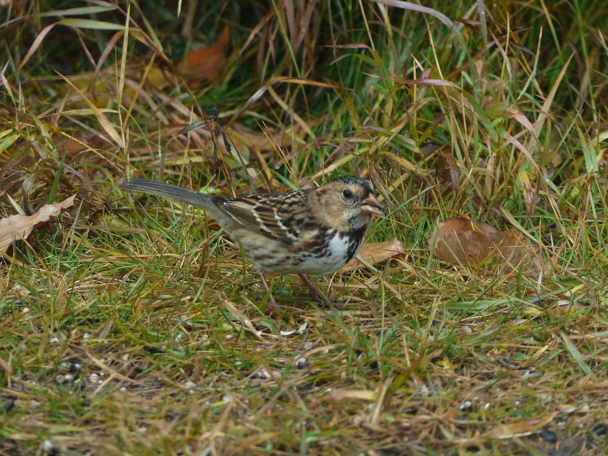 eBird Checklist 12 Oct 2018 EdmontonHermitage Park Bird Feeders 16 species