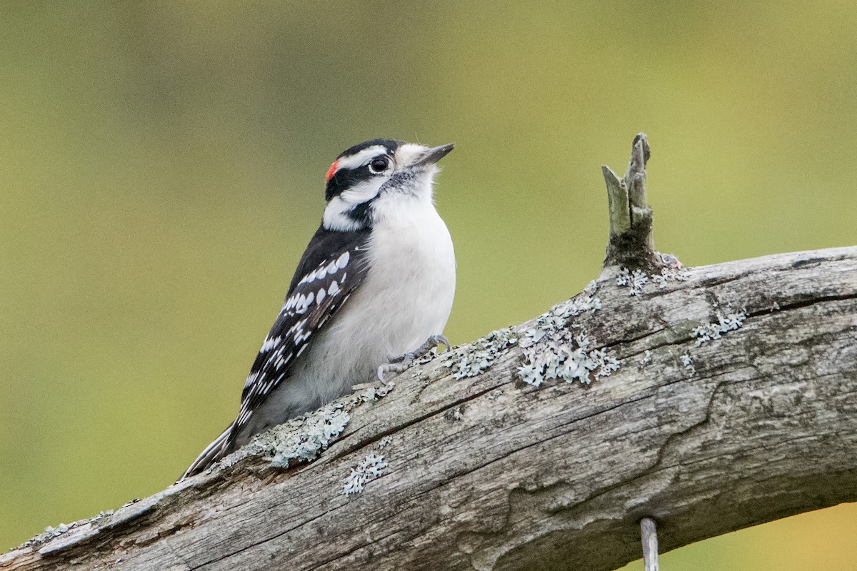 Downy Woodpecker (Eastern) - Sue Barth